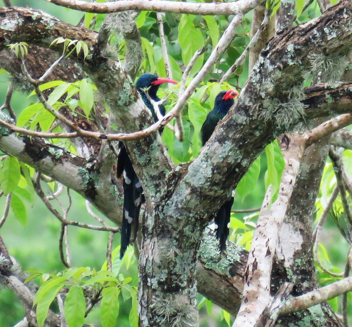 Green Woodhoopoe - ML650908999