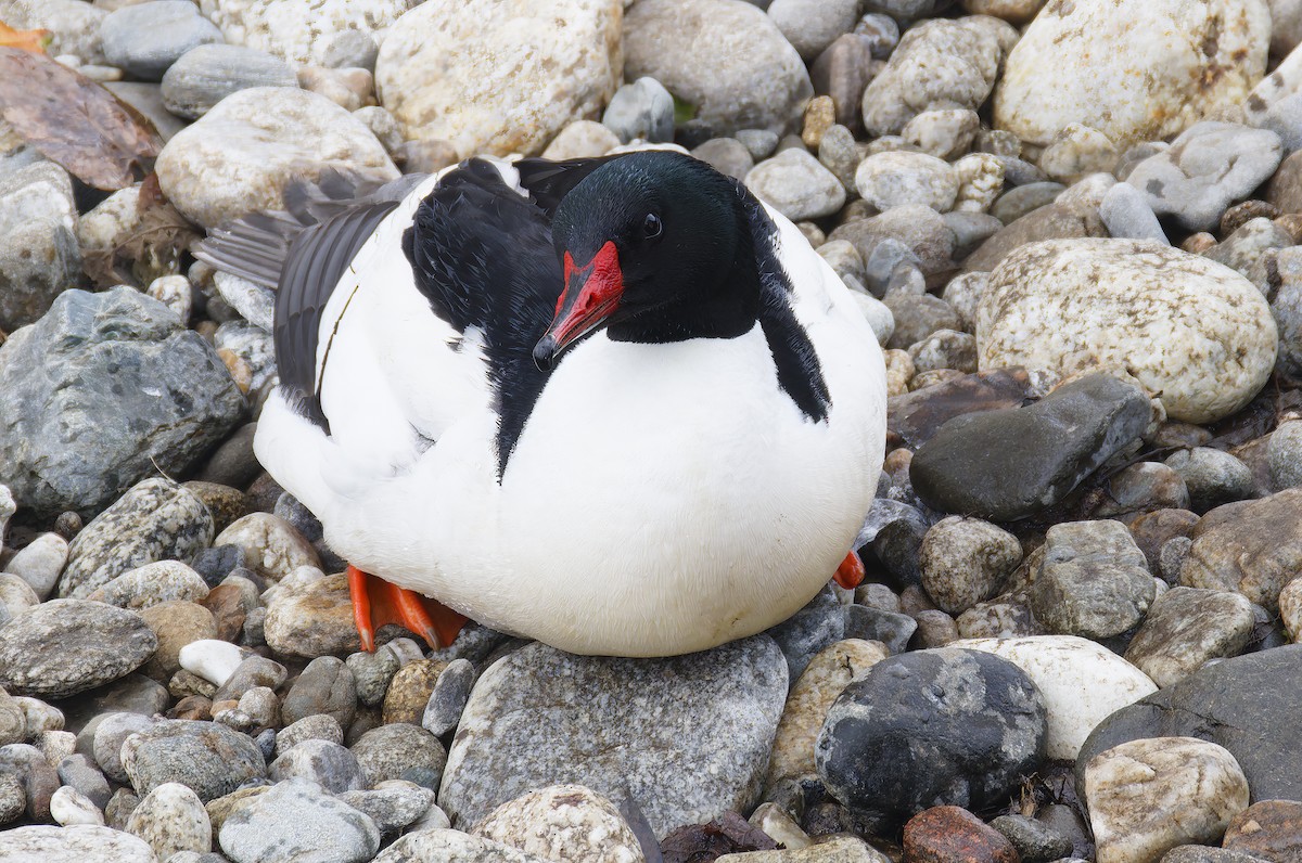 川秋沙 - ML650909001