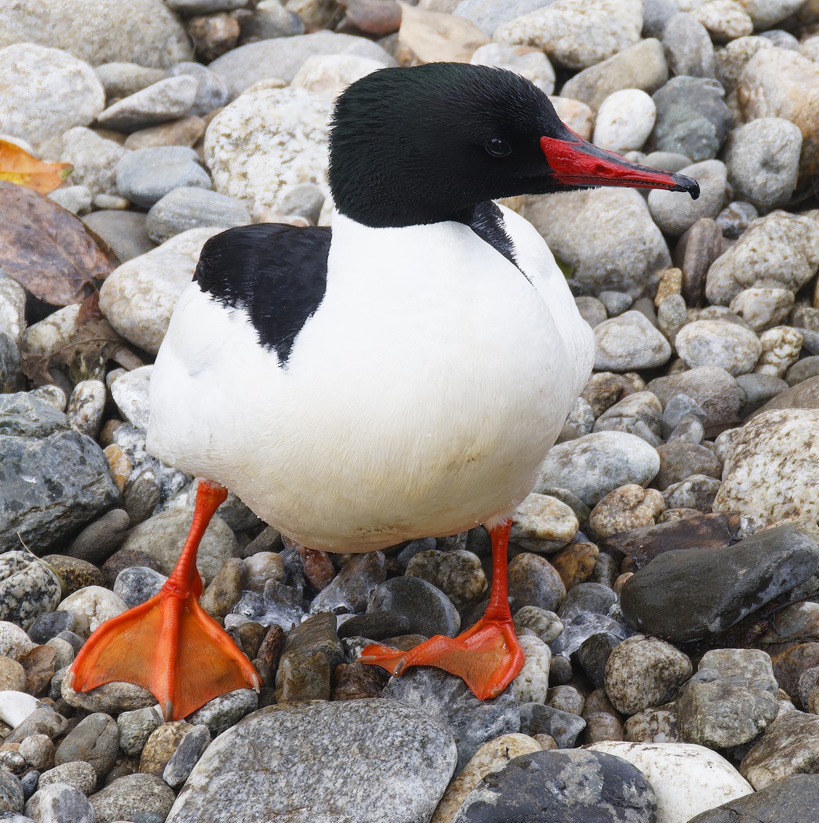 川秋沙 - ML650909002