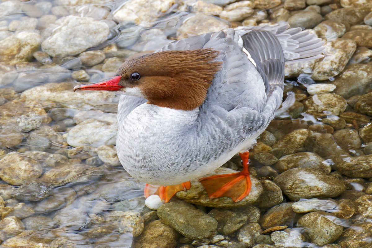 川秋沙 - ML650909009