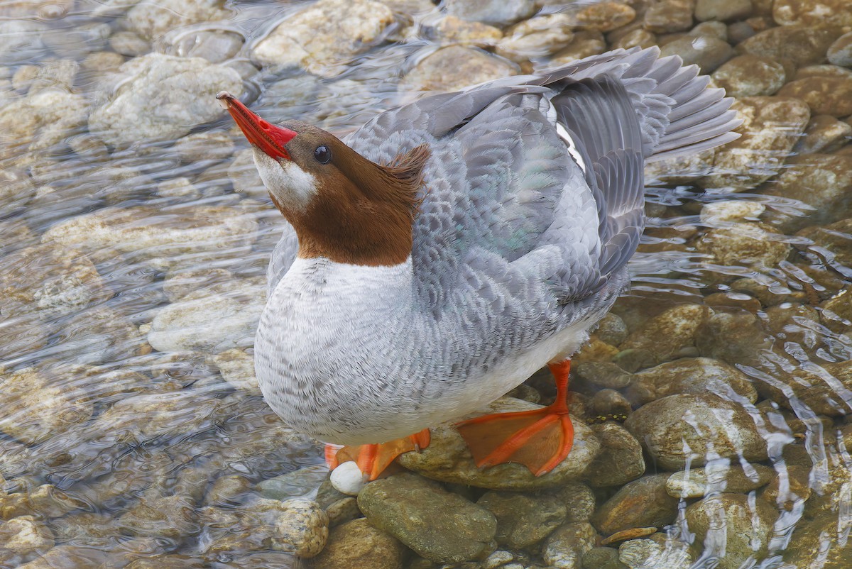 川秋沙 - ML650909010