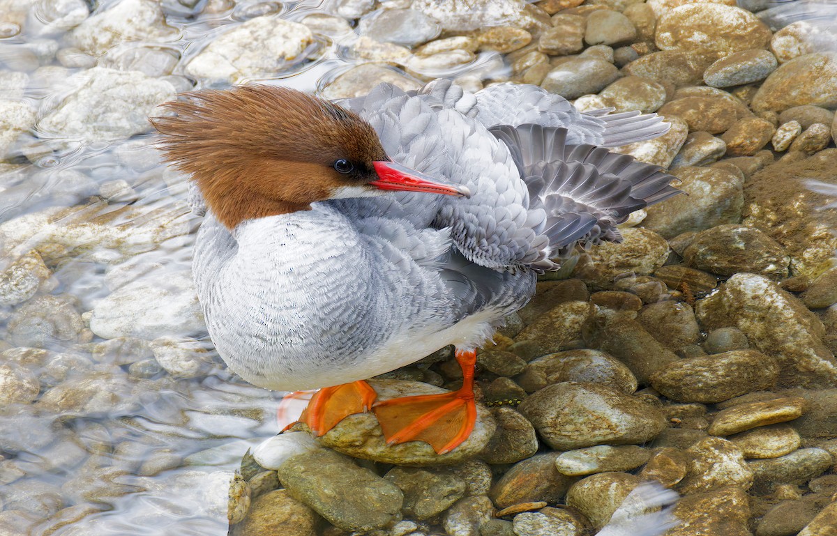 川秋沙 - ML650909024