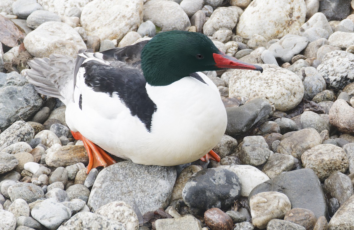 川秋沙 - ML650909025