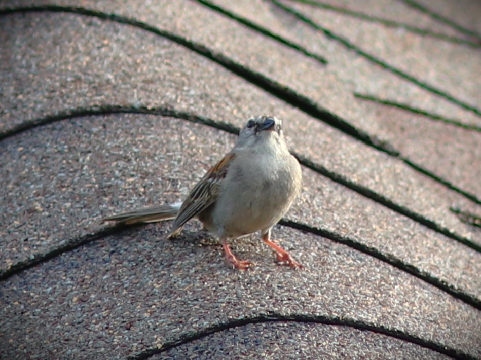 Haussperling - ML650909283