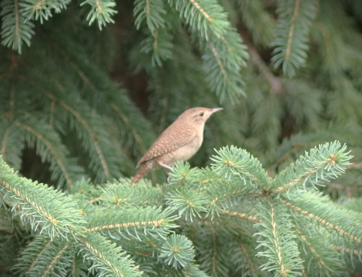 Hauszaunkönig - ML650909294