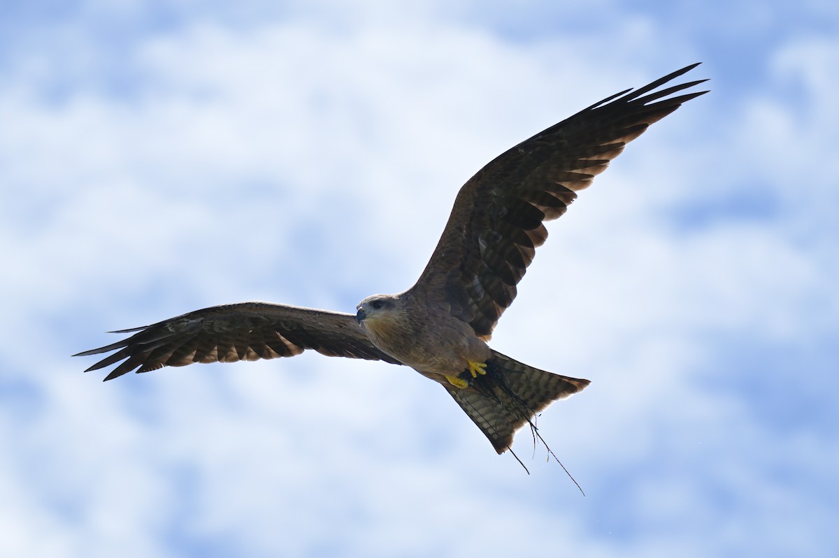Black Kite - ML650909349