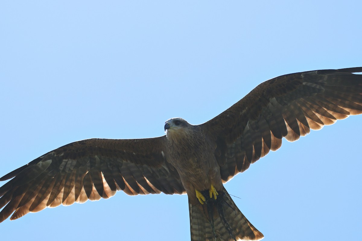 Black Kite - ML650909354