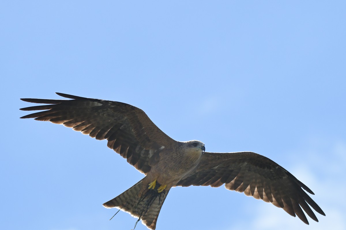 Black Kite - ML650909360