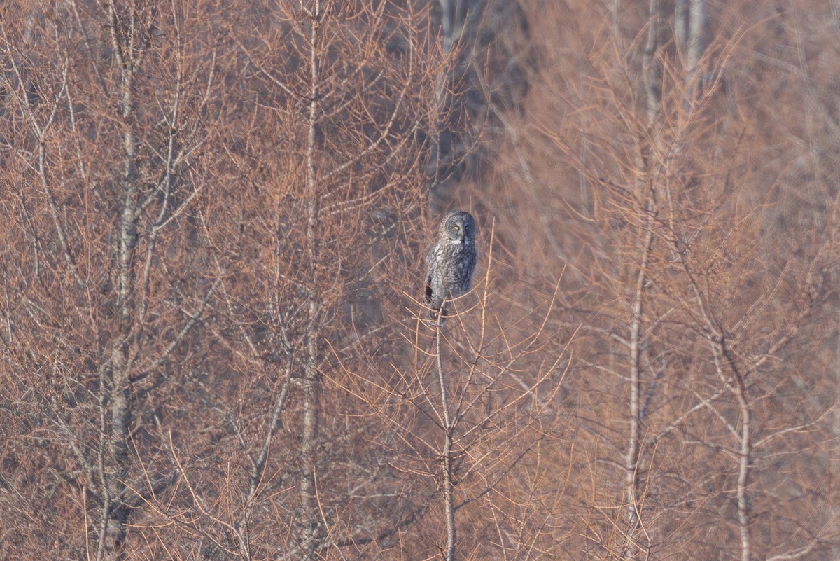 Great Gray Owl - ML650909421