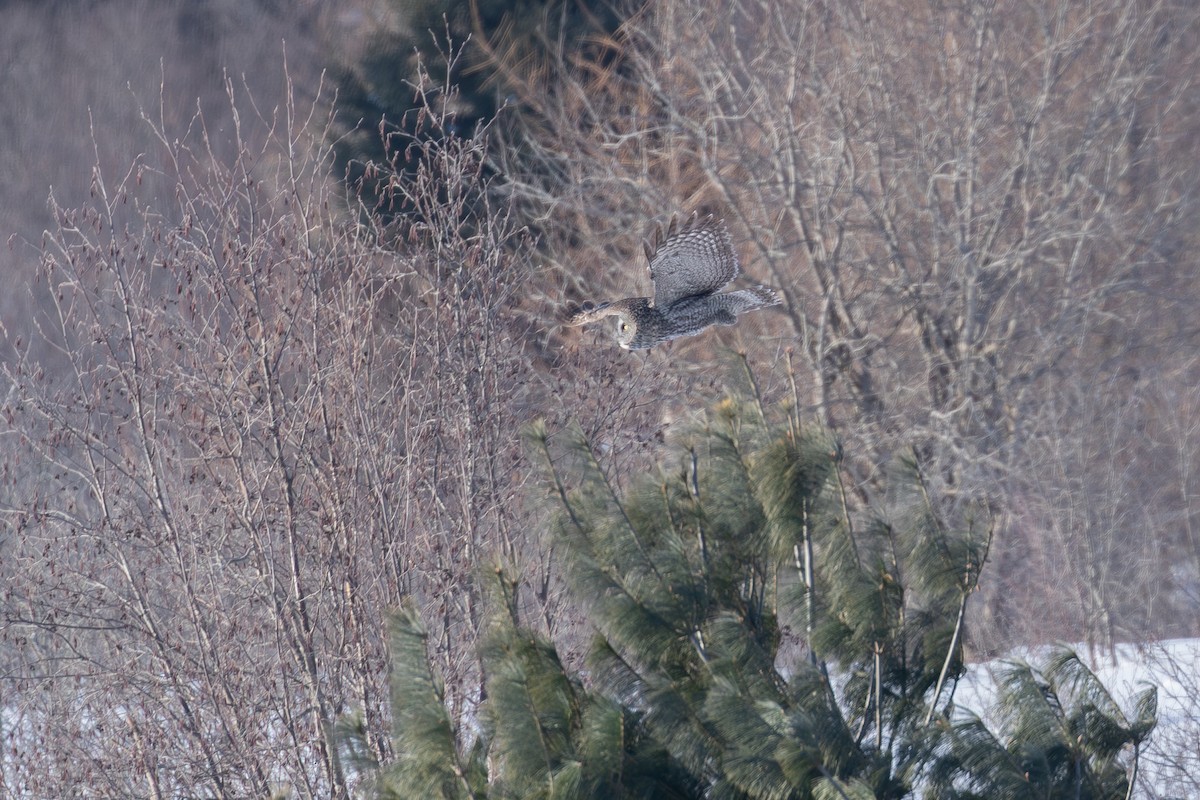 Great Gray Owl - ML650909422