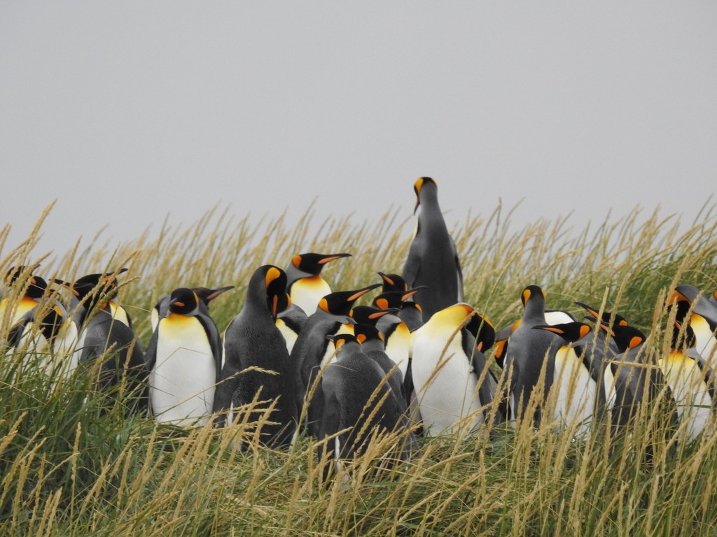 Королевский пингвин - ML650909521