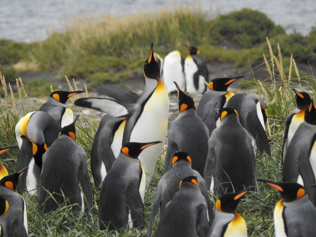 Королевский пингвин - ML650909522