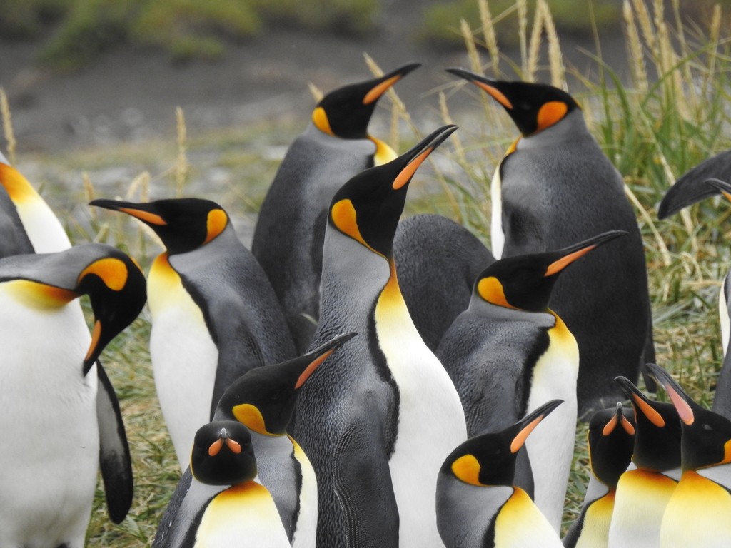 Королевский пингвин - ML650909523