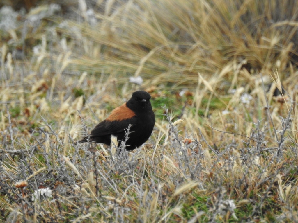 Патагонский негрито - ML650909537