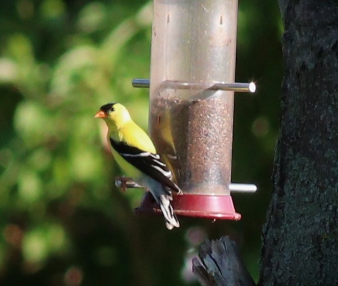 Goldzeisig - ML650909717