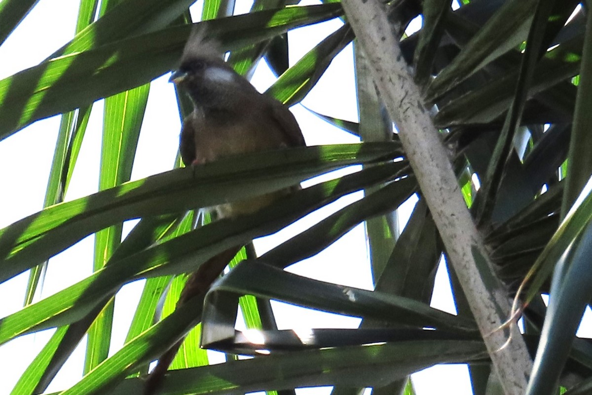 Бурокрылая птица-мышь - ML650909859