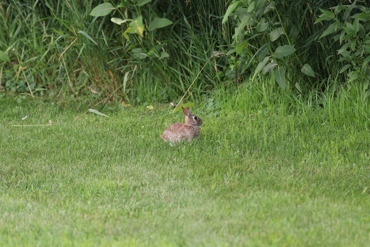 Baumwollschwanzkaninchen - ML650910133