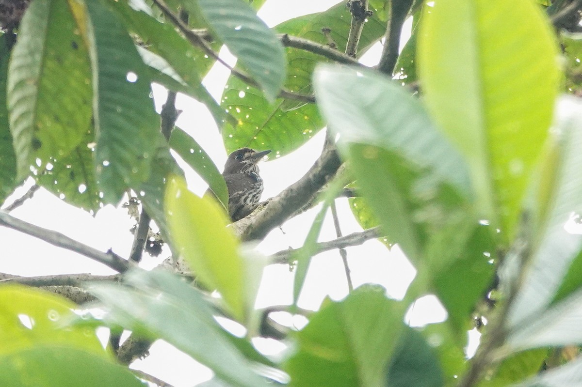 Lanceolated Monklet - ML650910223