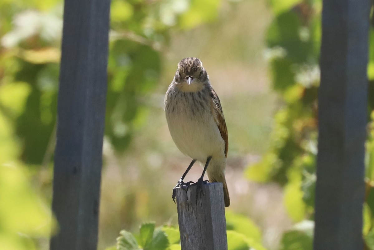 Ada clignot - ML650910299