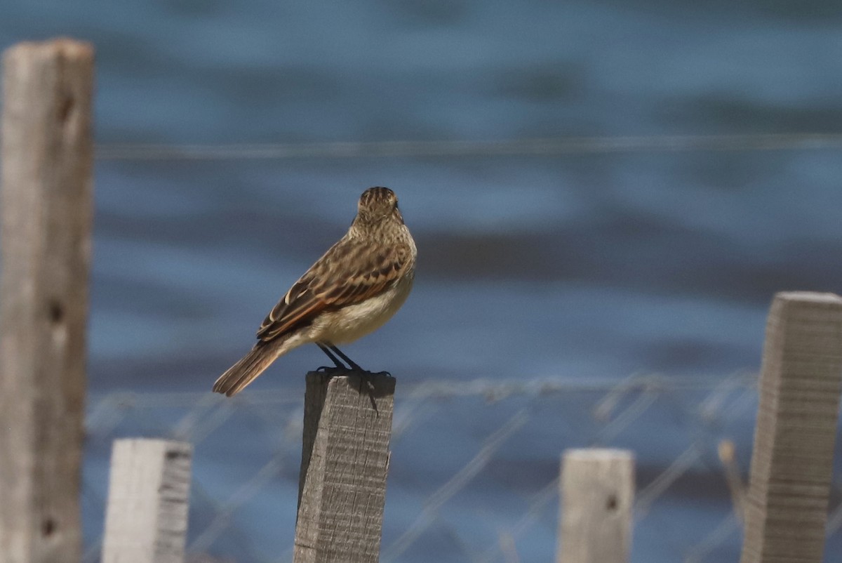 Ada clignot - ML650910300