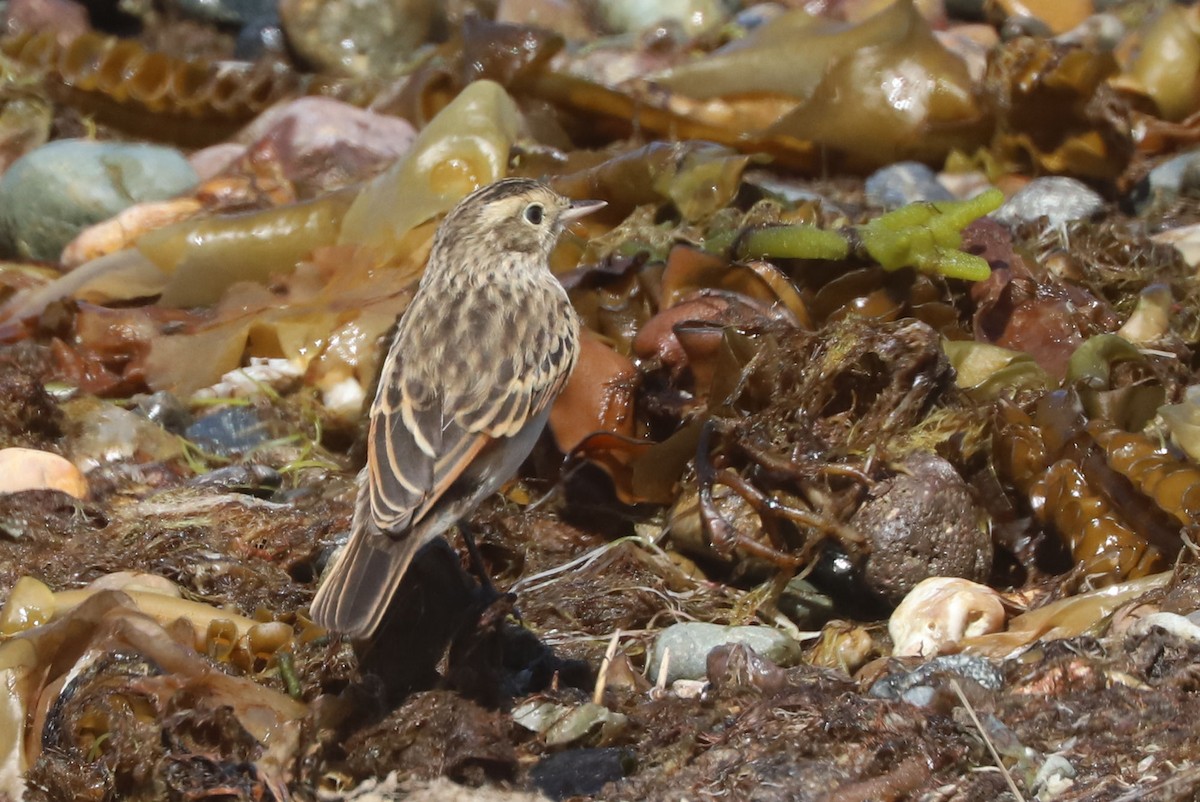 Ada clignot - ML650910301