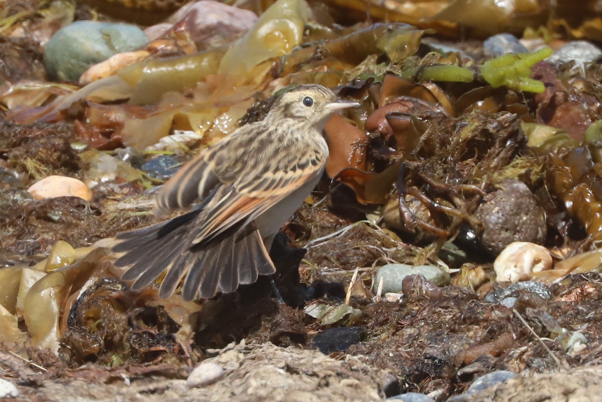 Ada clignot - ML650910302