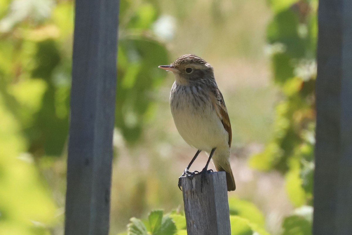 Ada clignot - ML650910303