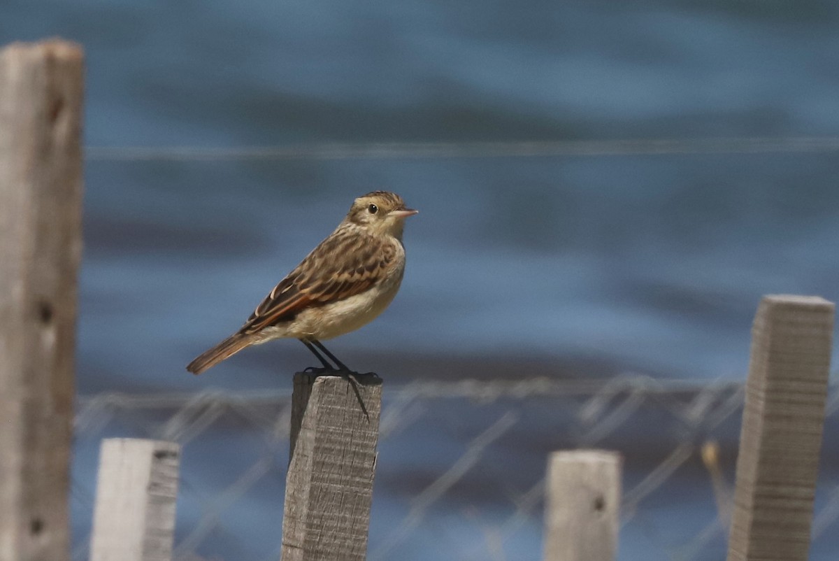 Ada clignot - ML650910304