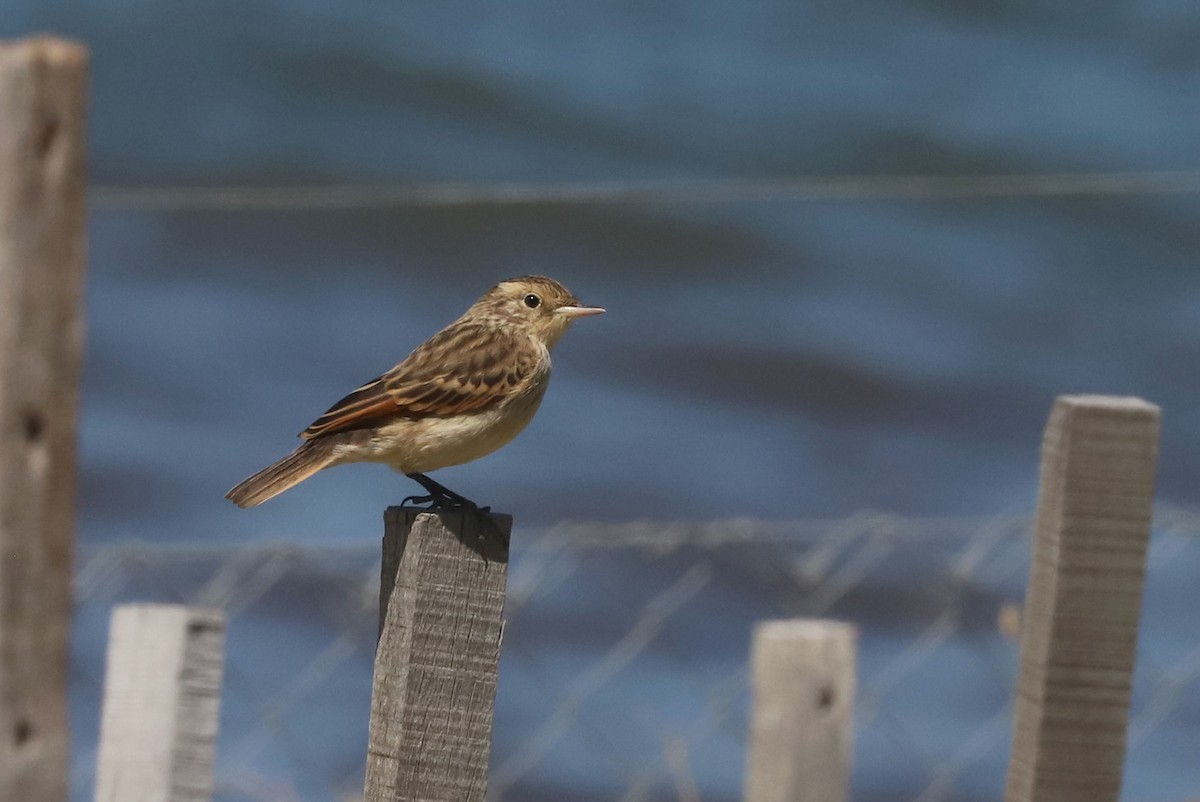 Ada clignot - ML650910305