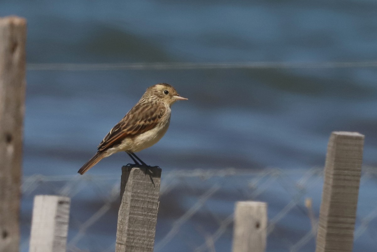 Ada clignot - ML650910306