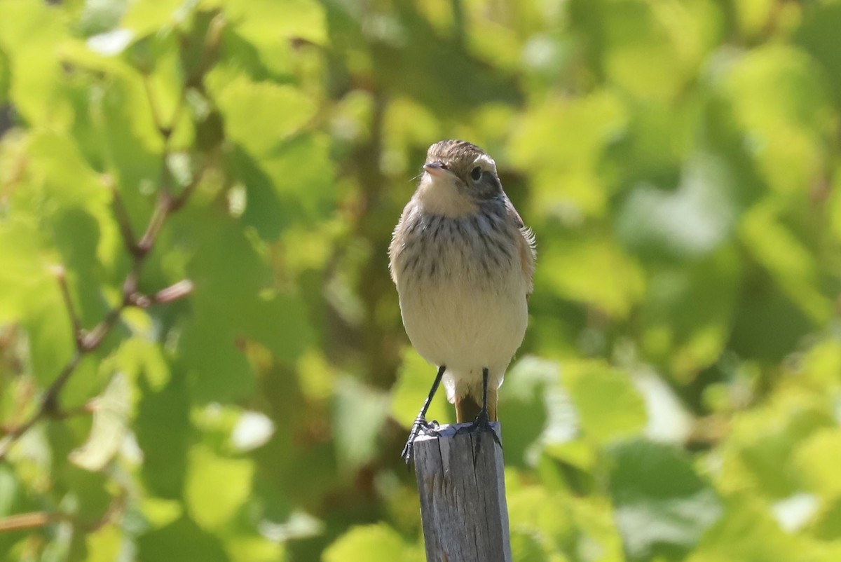 Ada clignot - ML650910307