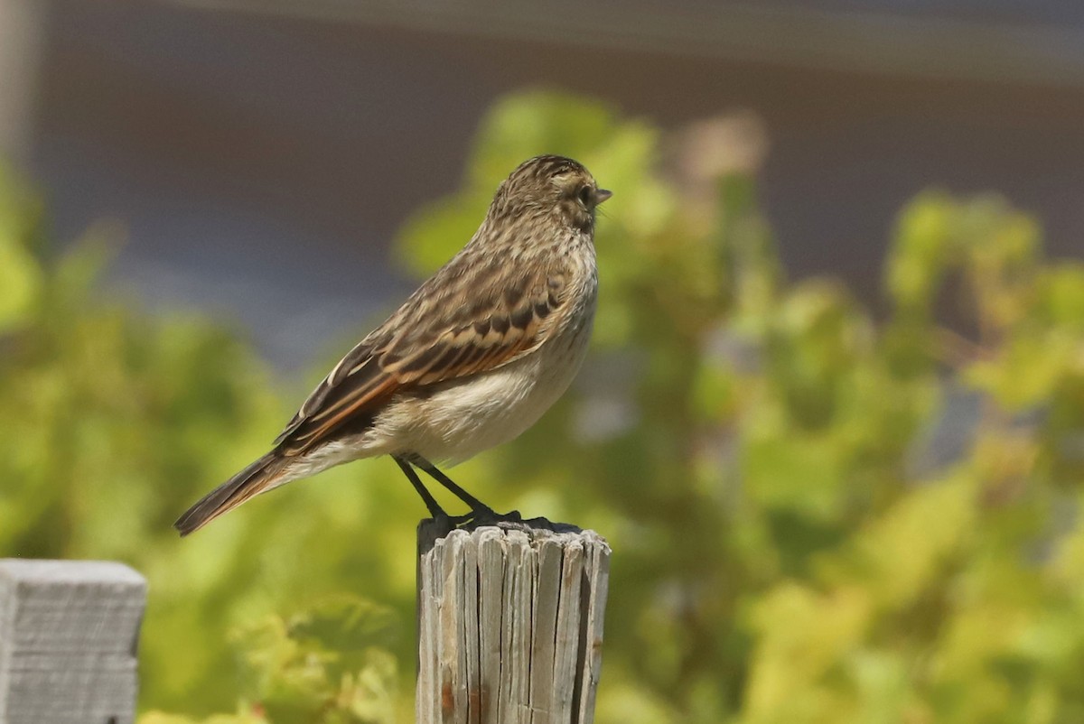 Ada clignot - ML650910308