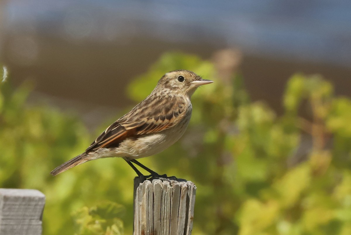 Ada clignot - ML650910309