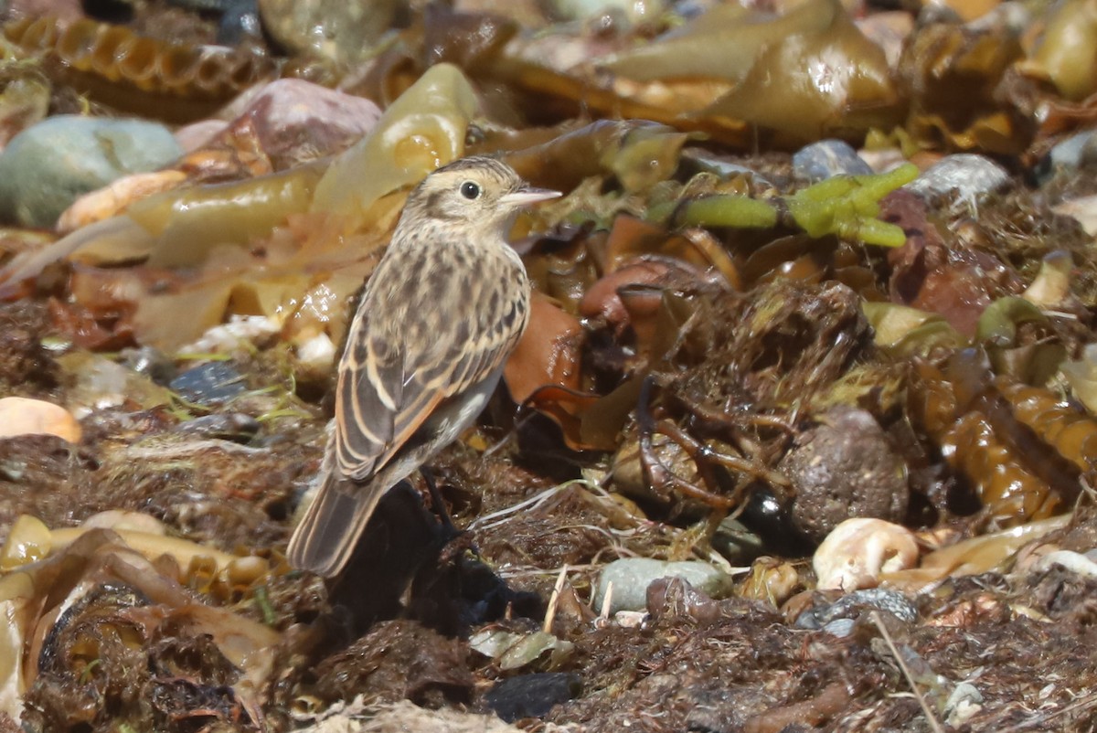 Ada clignot - ML650910311