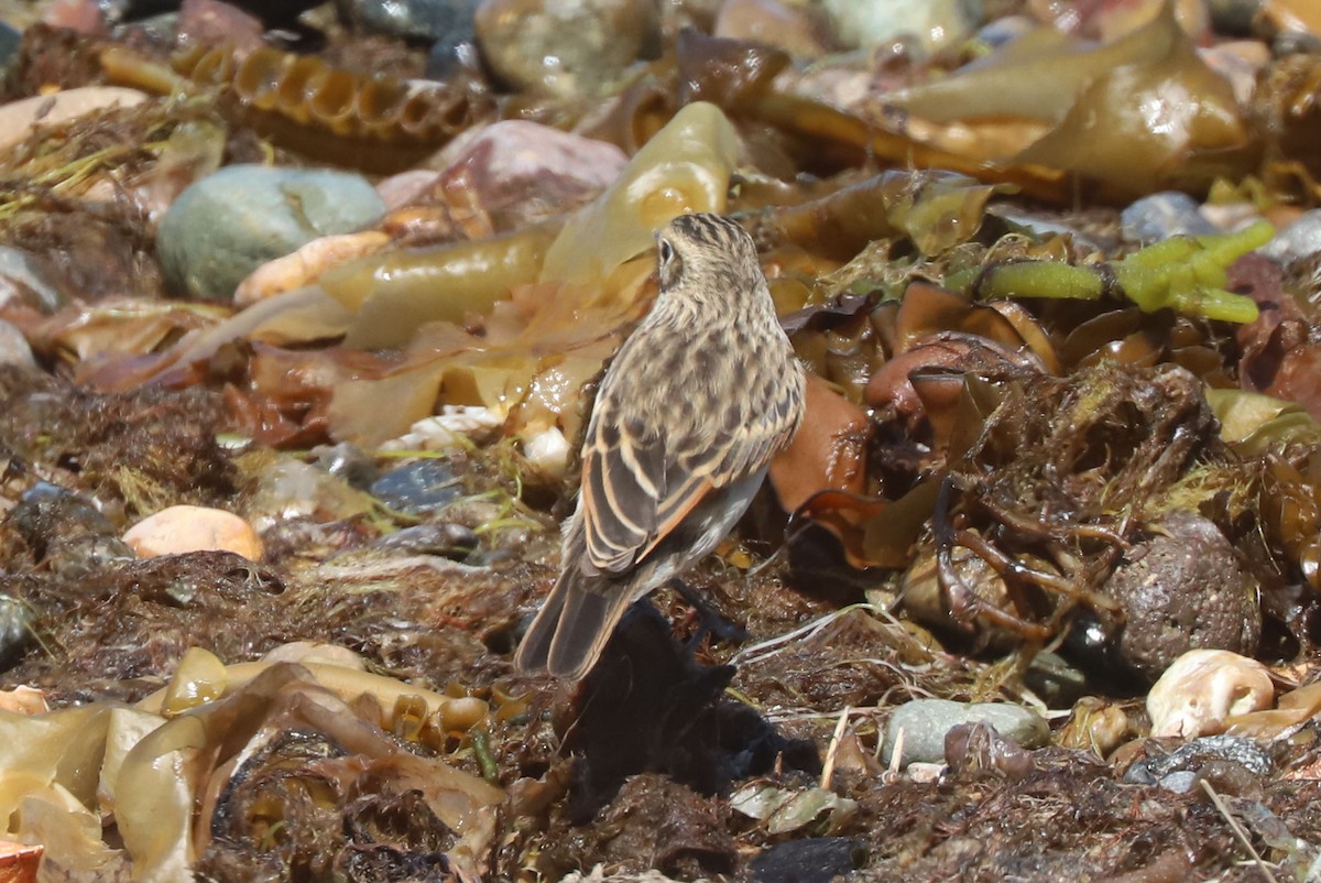 Ada clignot - ML650910312