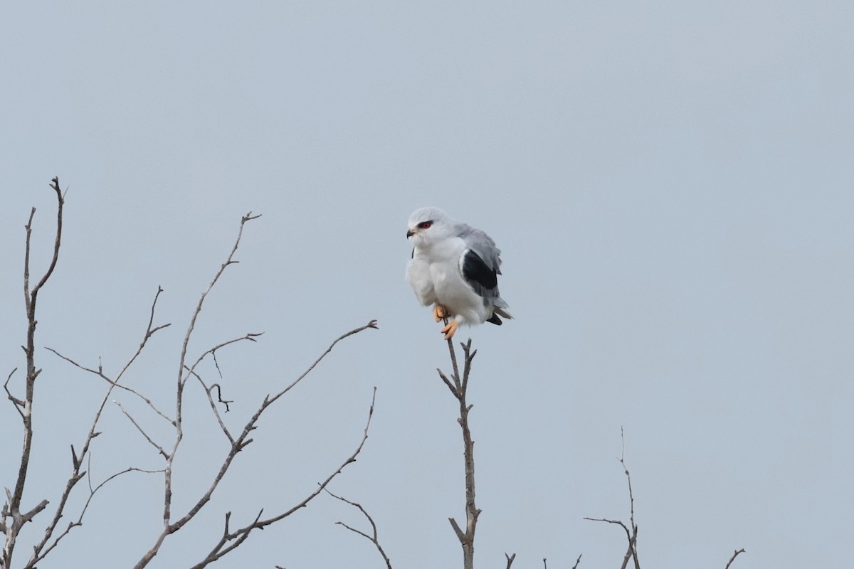 Black-winged Kite - ML650910319