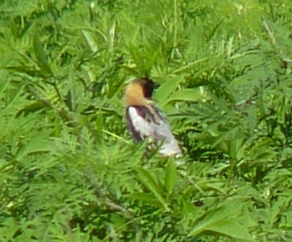 Virginiawachtel - ML650910450