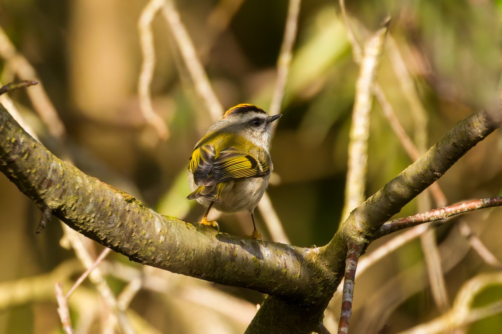 králíček zlatohlavý - ML650910606