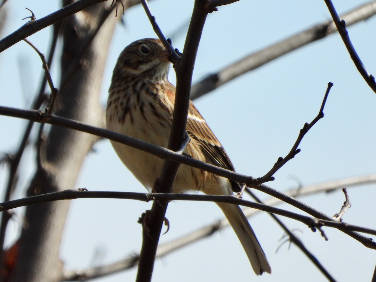 Akşamcı Serçe - ML650910913