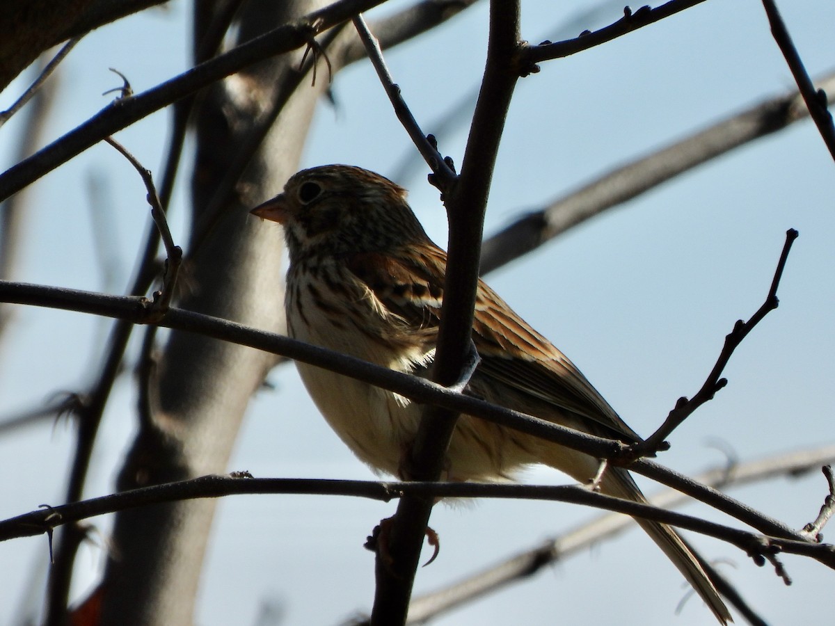 Akşamcı Serçe - ML650910914