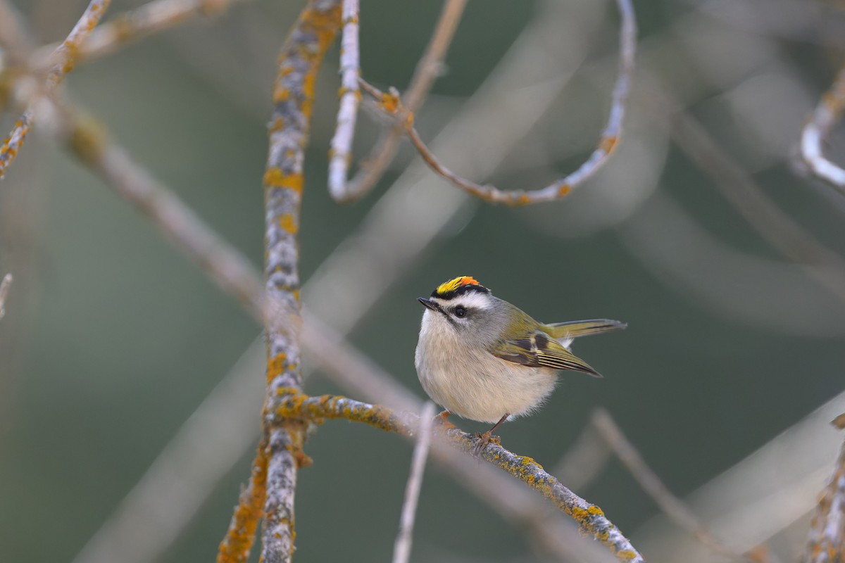 králíček zlatohlavý - ML650910961