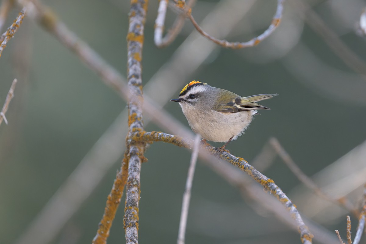 králíček zlatohlavý - ML650910962