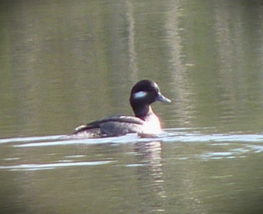 Büffelkopfente - ML650910976