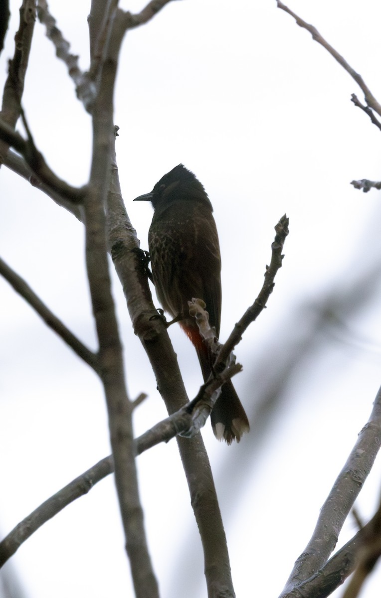 Media Search - Macaulay Library and eBird