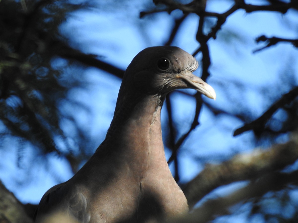 Picazuro Pigeon - ML650911855