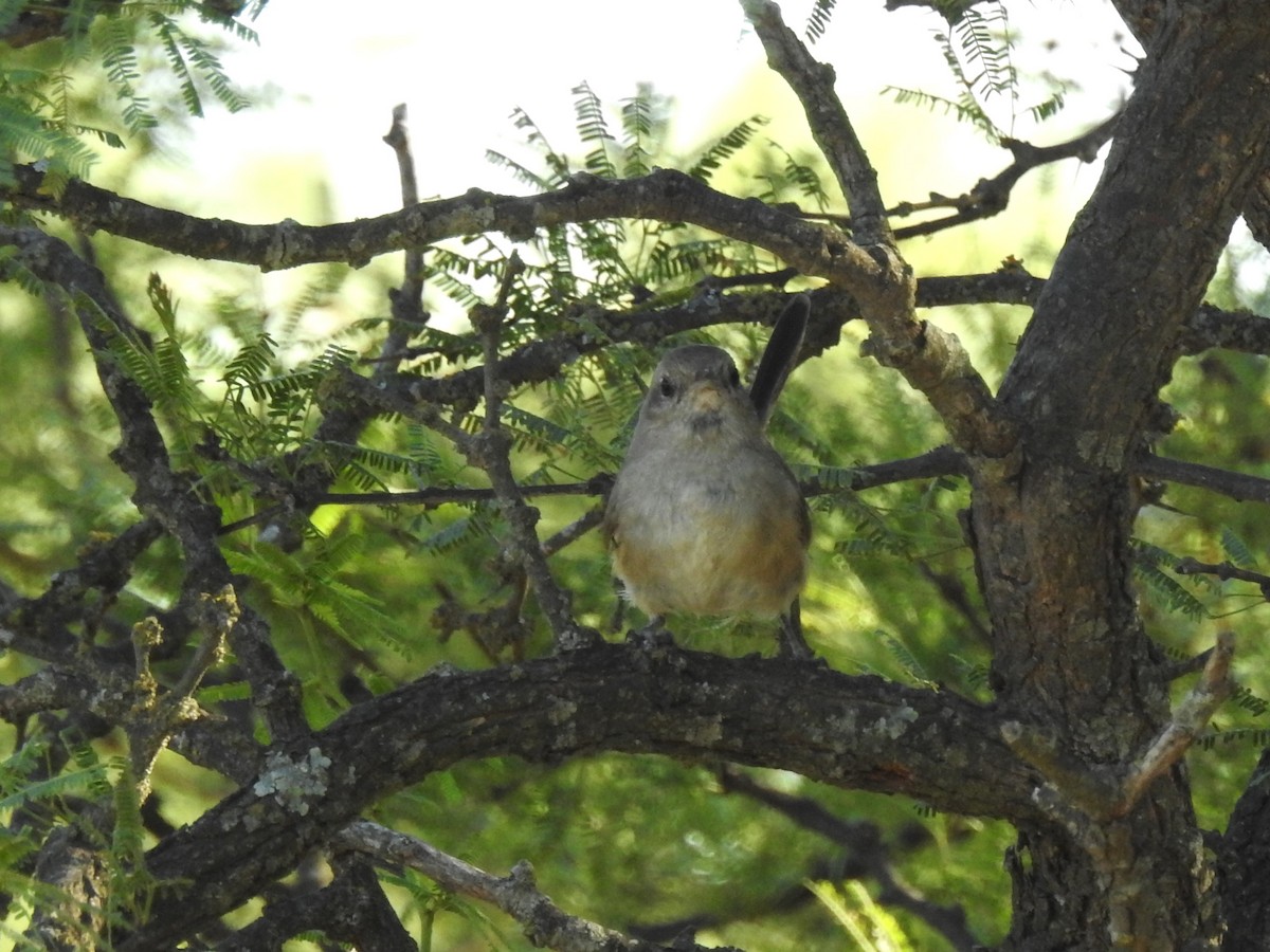 Short-billed Canastero - ML650911868