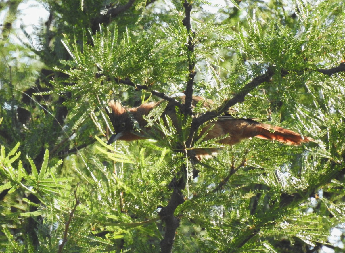 Brown Cacholote - ML650911871
