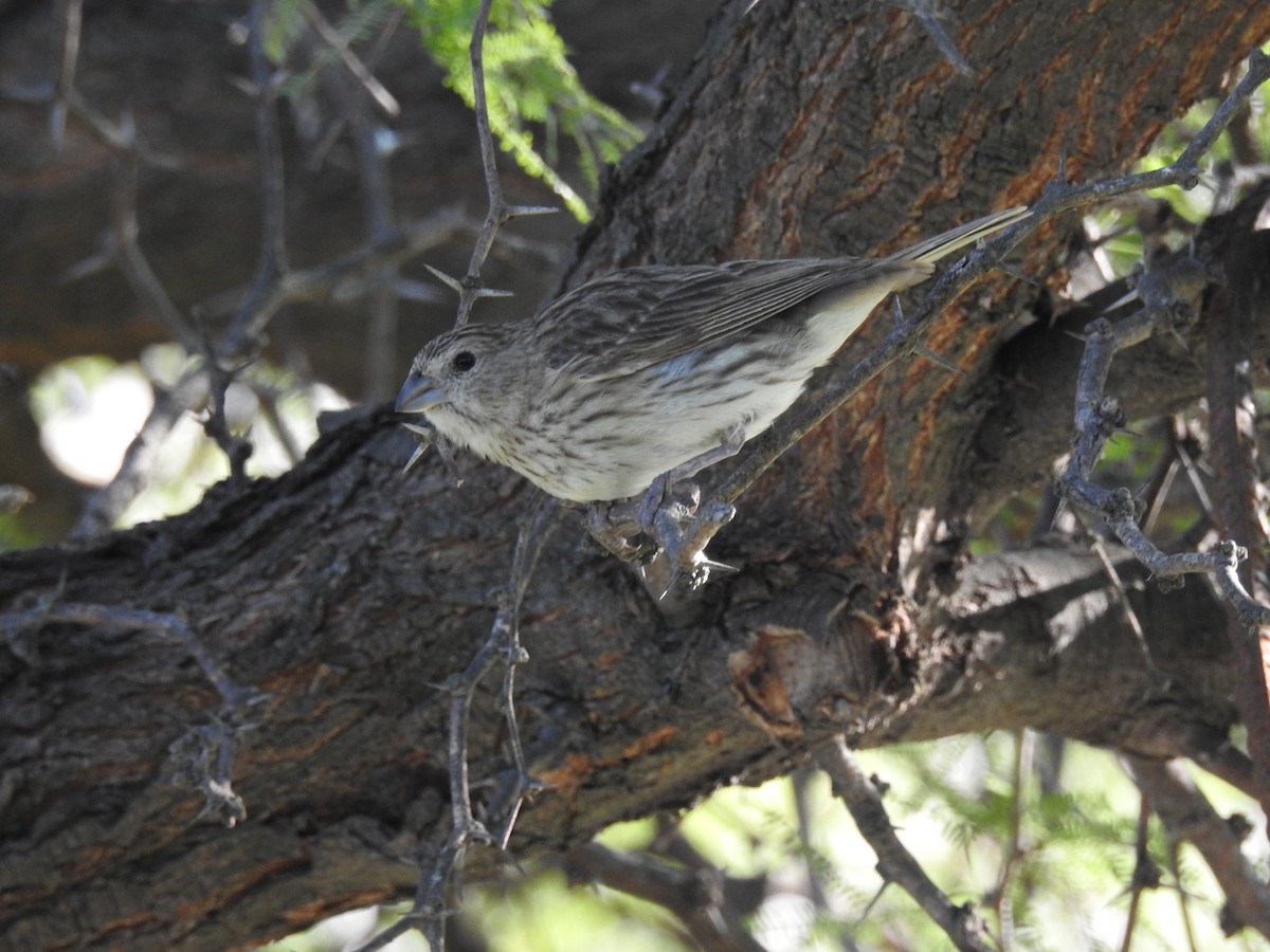 Saffron Finch - ML650911876