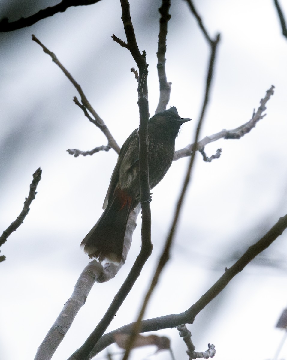 Media Search - Macaulay Library and eBird