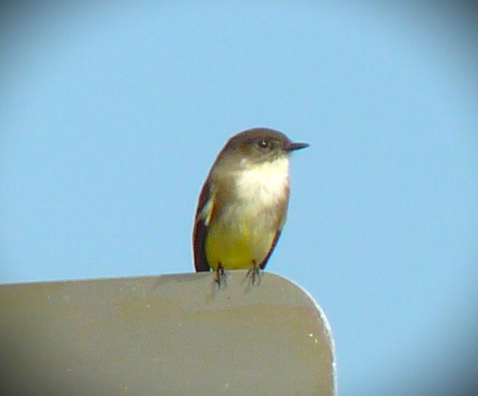 Weißbauch-Phoebetyrann - ML650912012